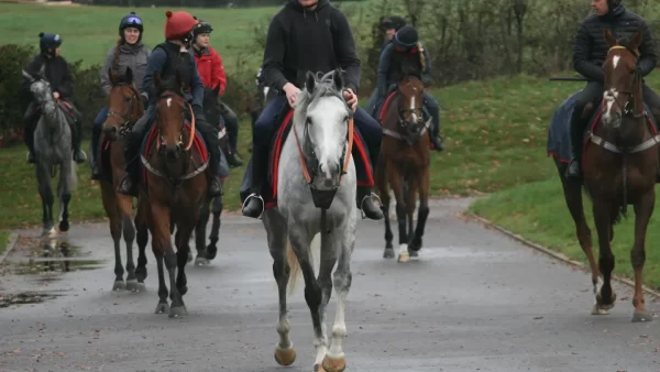 Autumnal morning at Dominion Racing Stables - Ian Williams Racing