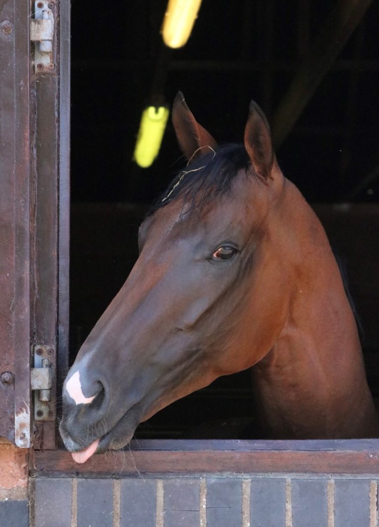 Echalar